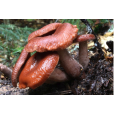 Мицелий Млечника камфарного (Lactarius camphoratus) Мицелий Млечника камфарного (Lactarius camphoratus)